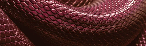snake skin